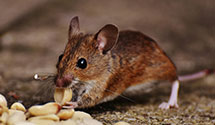 24 Hour & Emergency Exterminators in Garden City, NY